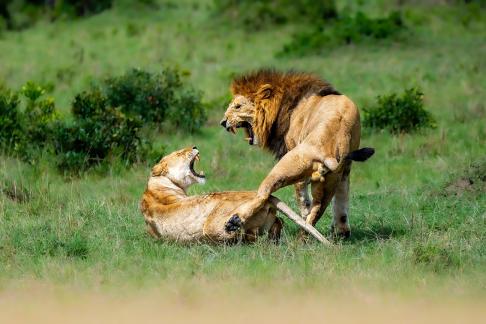 The mating season of African lions