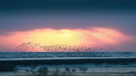 Sunset Bird Wave
