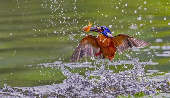 Kingfisher With a Fish