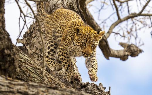 Leopard Cub Intent on Descent