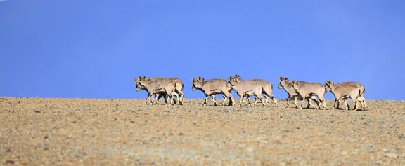 herd of plateau wild goats