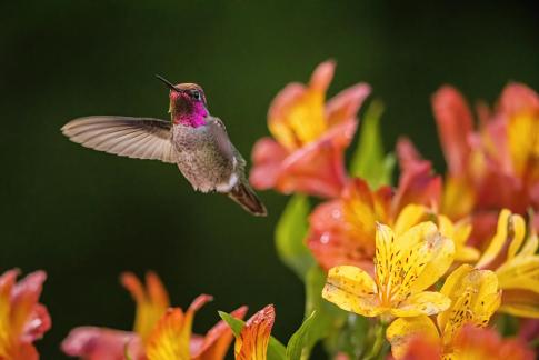 hummingbird18