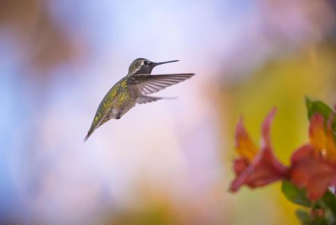 hummingbird25