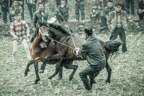 Horse fighting14