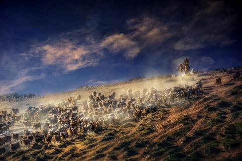 Facing the rising sun herd sheep