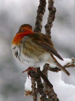 Robin on Snowy Branch