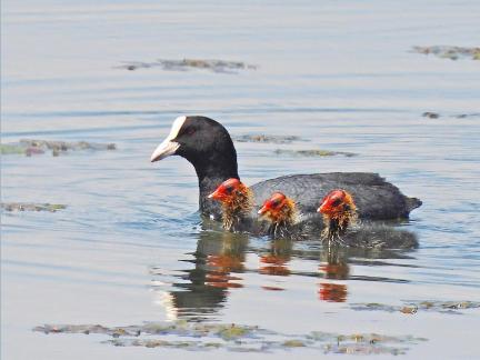 Coot with Chicks