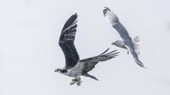 Sea Gull Chase Osprey