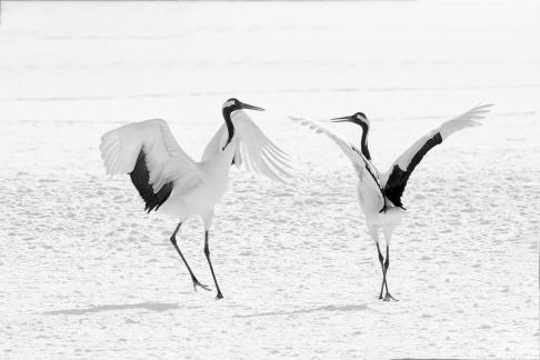 Cranes Dancing