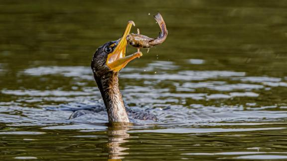 Cormorant Catch Prey