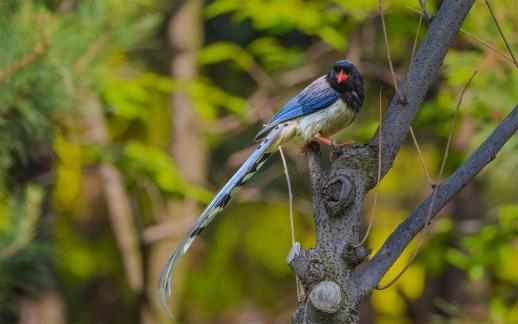 Red beak blue magpie 3