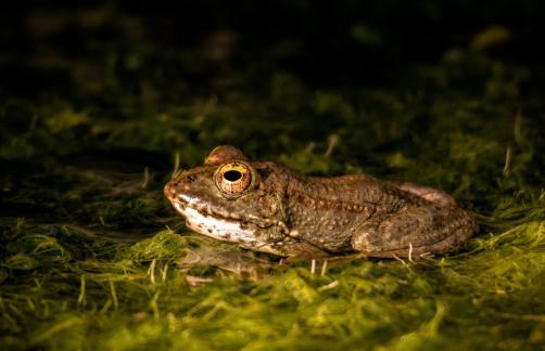 Frog on green carpet