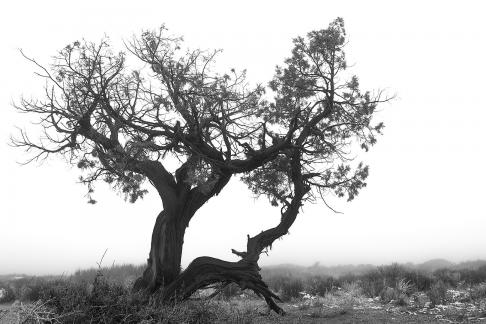 Fog Shrouded Desert Tree