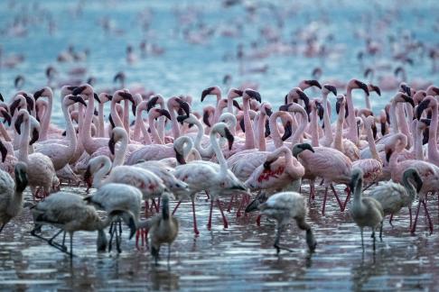 Flamingos of Lake Bogoria 06