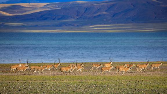 run Tibetan Antelope