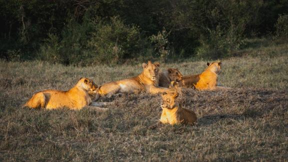 The Lions gather