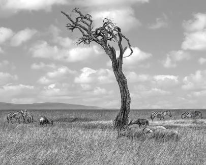 Serengeti Meeting Tree
