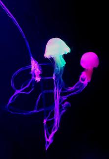 Jellyfish dance in the sea