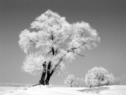 Winter rime in northern China