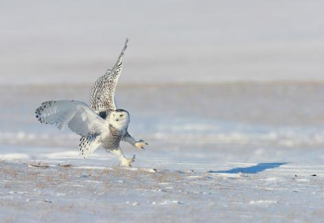Snowy Owl Seeks prey