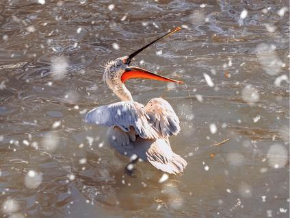 Pelicans startled by snow