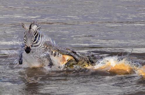 Crocodile Attack