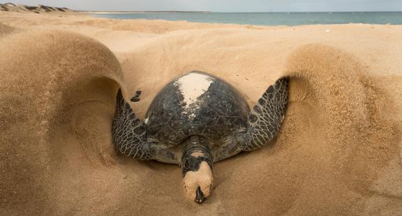 turtle covering eggs 131