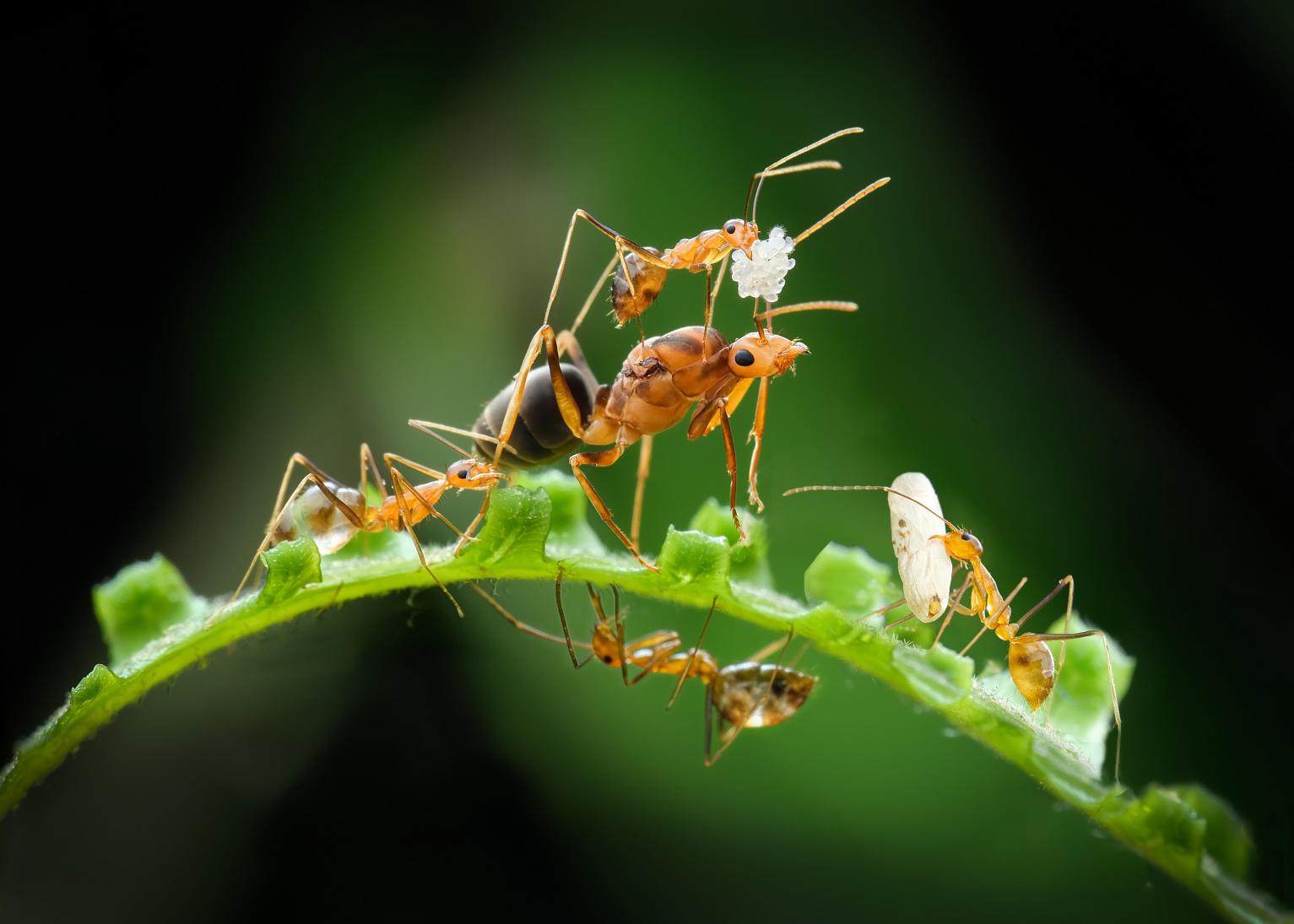 harmonious family