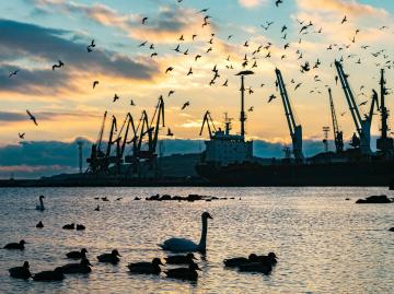 Morning at the port