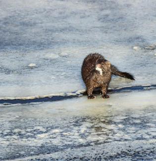 Pesence on ice7