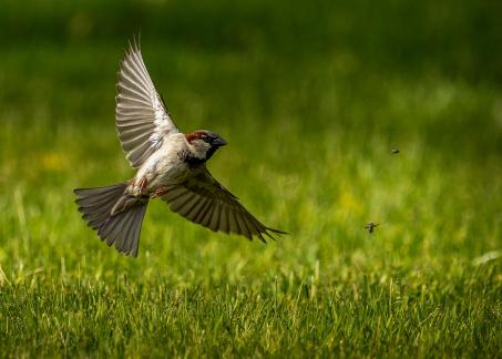 Feeding Time