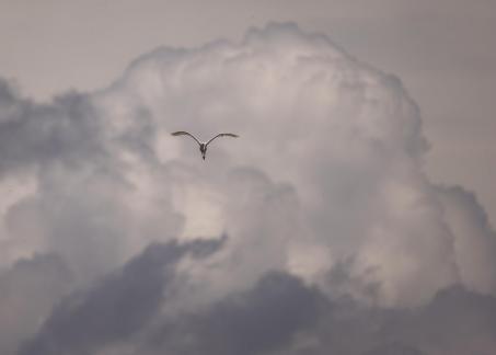 White Bird in sky