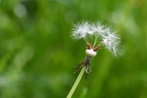 Dandelion 8