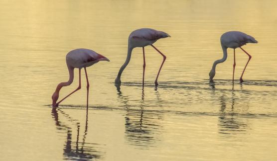 Flamingos