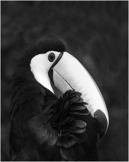  Keel Billed Toucan Preening