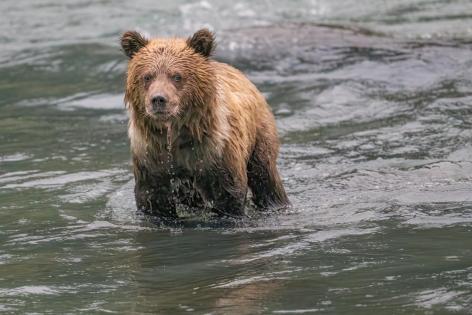 Curious grizzly cub