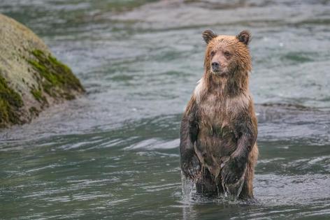 Grizzly cub