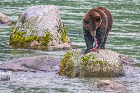 Salmon dinner