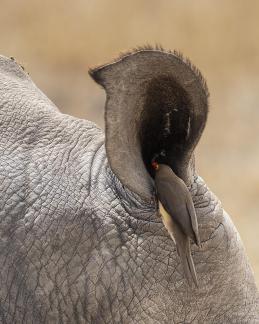 RB Oxpecker Seeks Sustenance