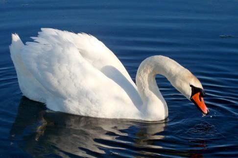 Swan