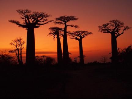 Sunset on Madagascars Baobabs