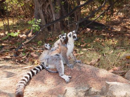 Ring-Tailed Lemurs of Madagascar