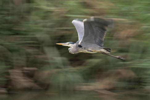 Panning del grigio