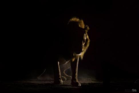 Lion in the dark