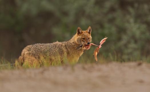 Golden Jackal Got Leftover 108