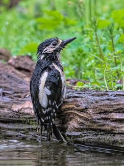 Wet woodpecker