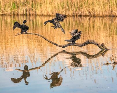 Pygmy cormorant further trouble