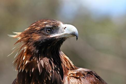 Wedge Tailed Eagle