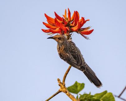 Red hatted Wattle bird