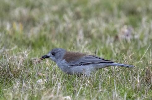 Shrikethrush with prey